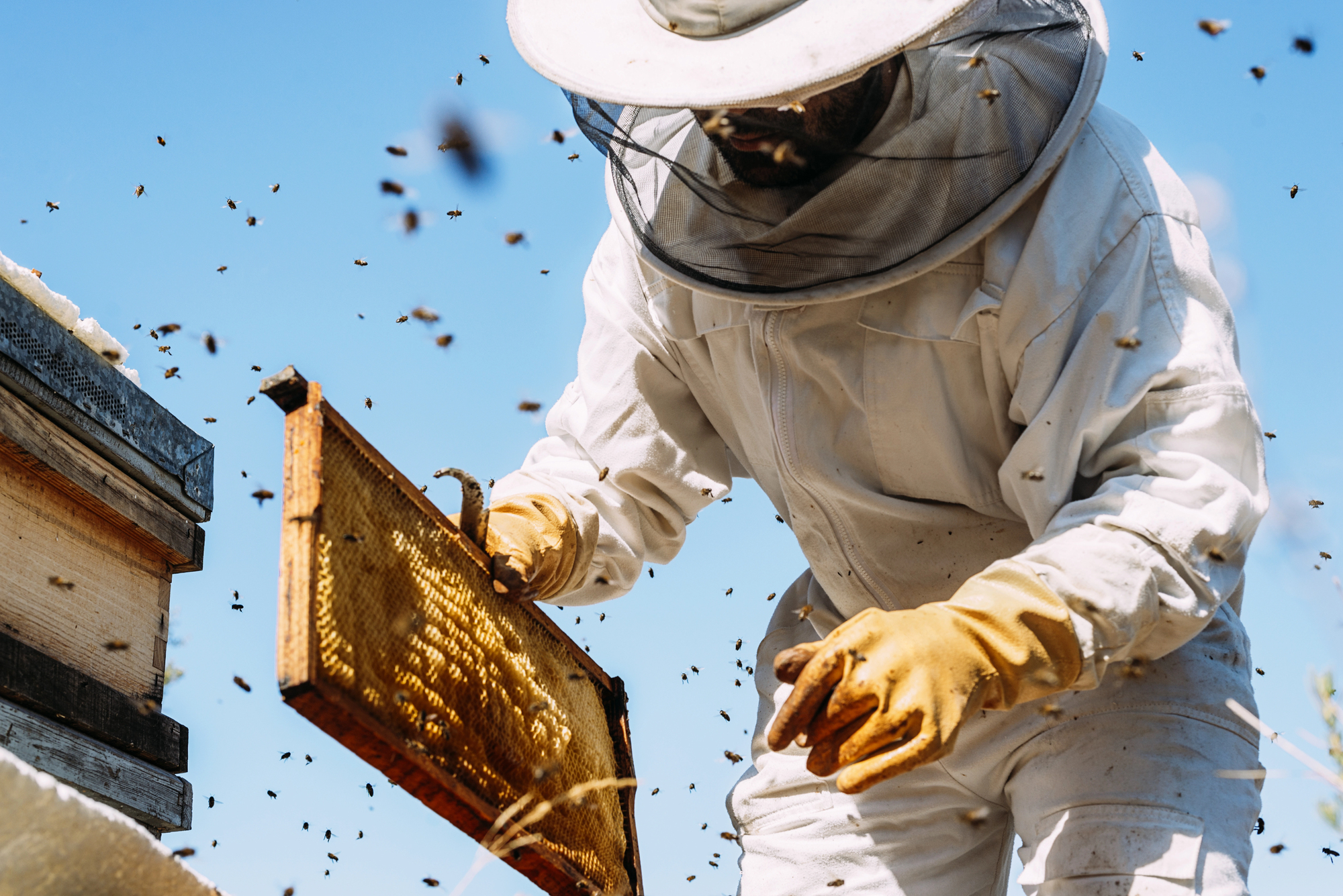 Depositphotos_189448688_L Abejas