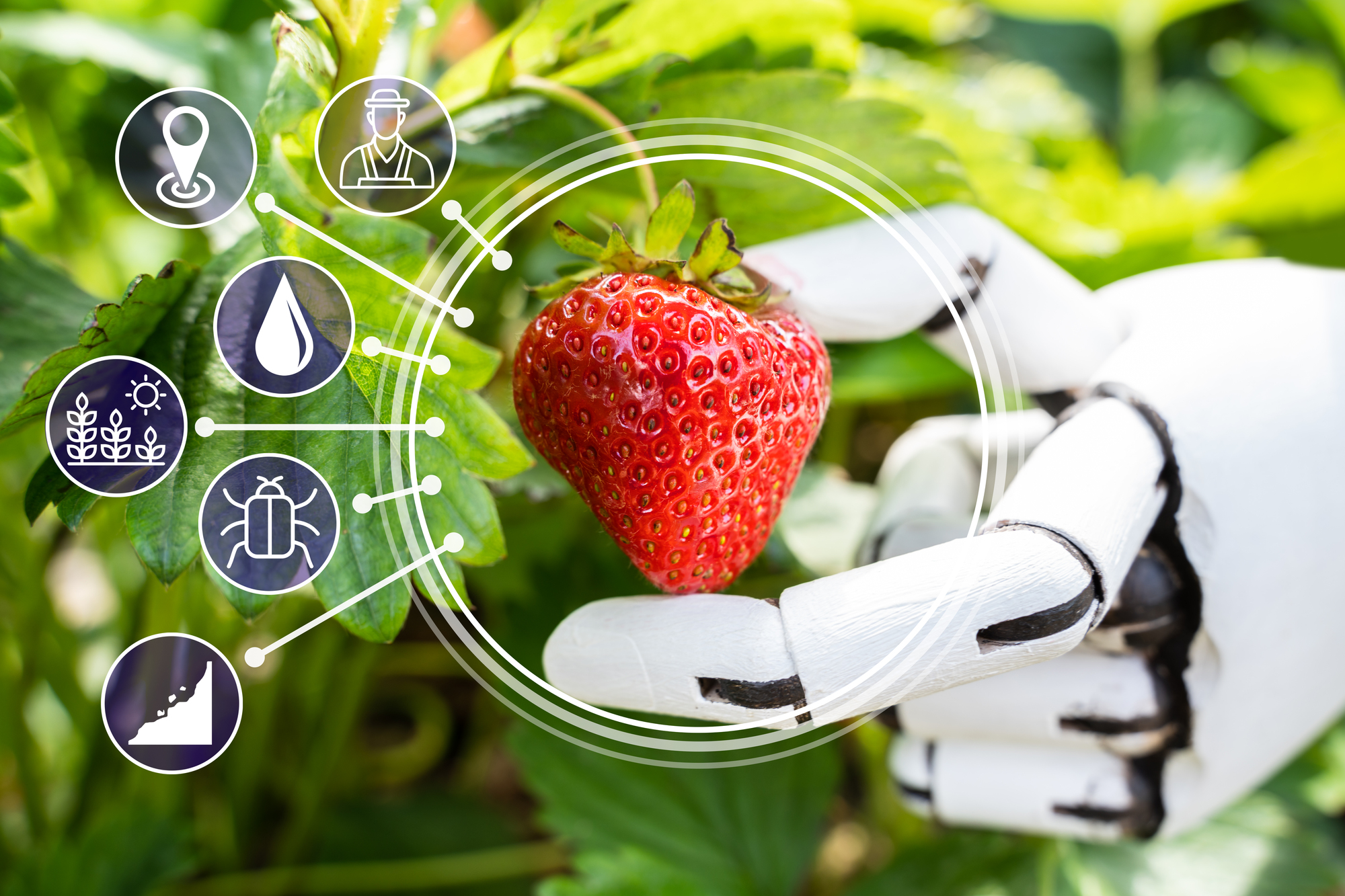 AI Farmer Assistant Picking Fresh Fruit Google IA