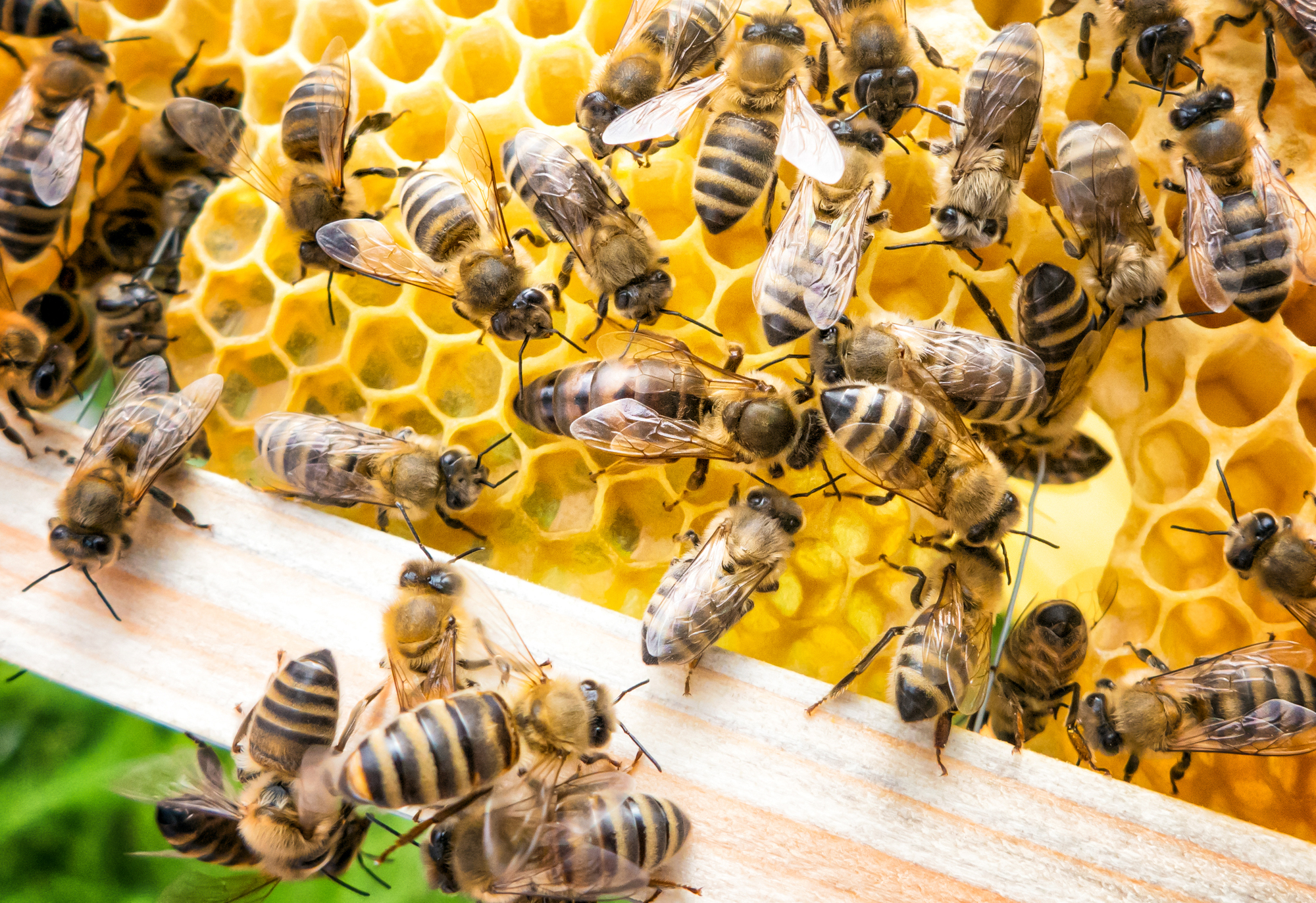 Bee queen in honeybee Abejas